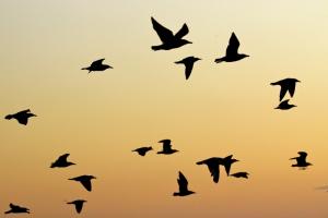 Птицы на закате